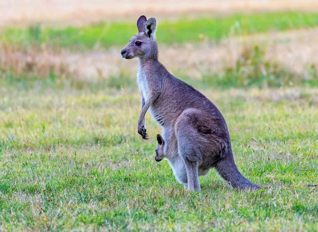 The best bull bar for kangaroos